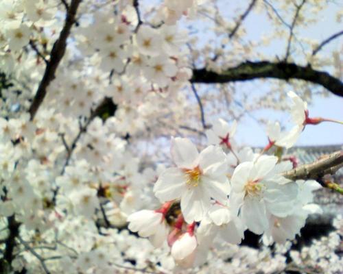 cherry20blossom.jpg