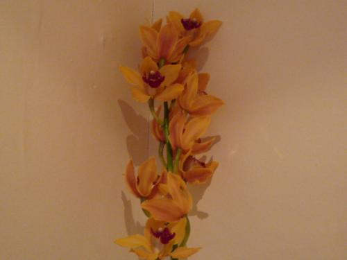 orchids%20001.jpg