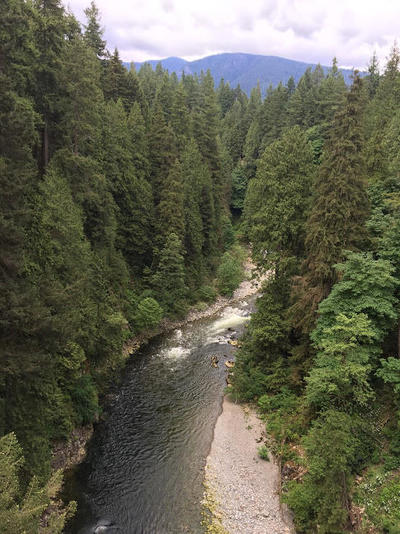 眺め木と川.jpgのサムネイル画像