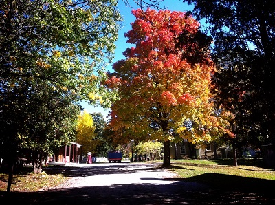 leaves changing.jpg