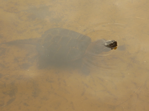 ALGONQUIN PARK2