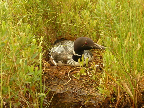 ALGONQUIN PARK4