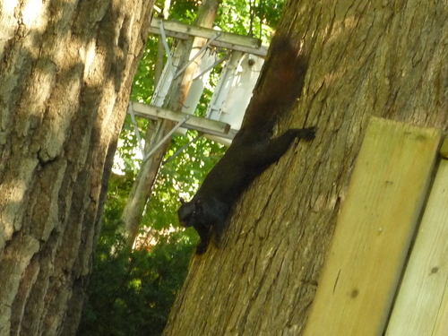 squirrelのサムネール画像