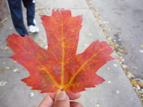 Maple Leafのサムネール画像