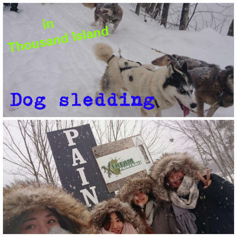 Dog sledding.jpg