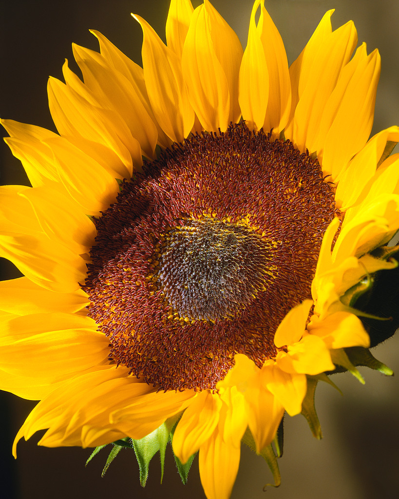 sunflower.jpg
