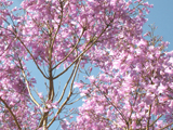 jacaranda1.jpg