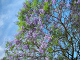 jacaranda2.jpg