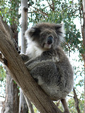 koala.jpg