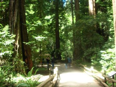 muir%20woods%20003.JPG