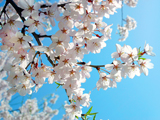 sakura.jpg