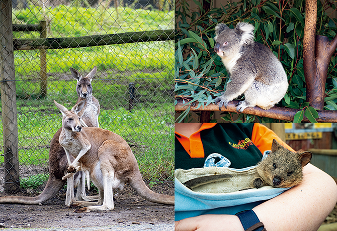 Caversham Wildlife Park