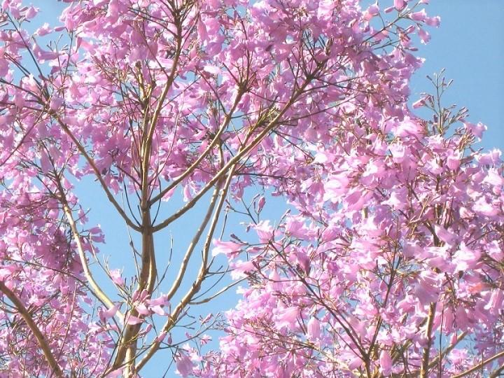 オーストラリアの春を告げるジャカランダの花 ニュース 留学するなら留学ジャーナル