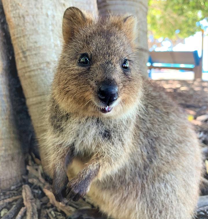 世界一幸せな動物！クォッカ｜ニュース｜留学するなら留学ジャーナル