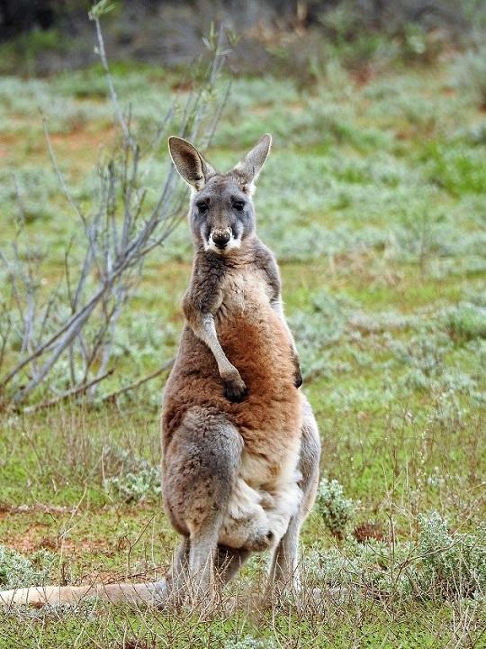 kangaroo-840_720.jpg