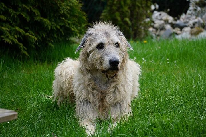 irish-wolfhound-1789938_720.jpg