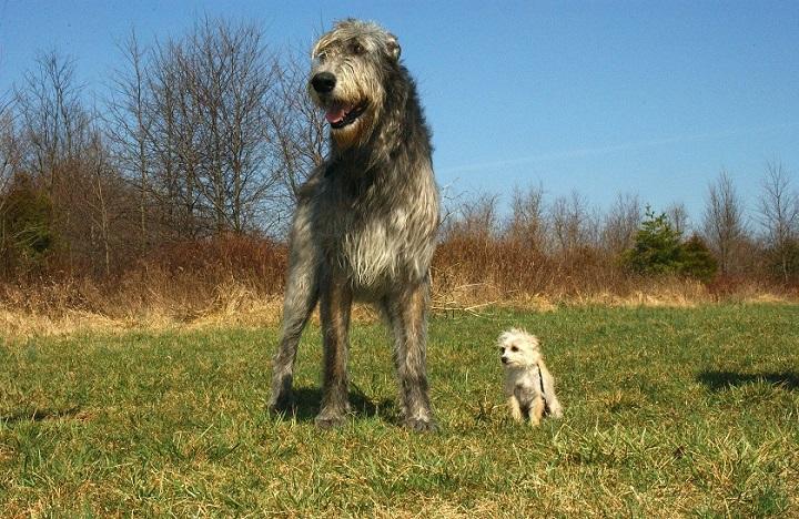 irish-wolfhound-85578_720.jpg