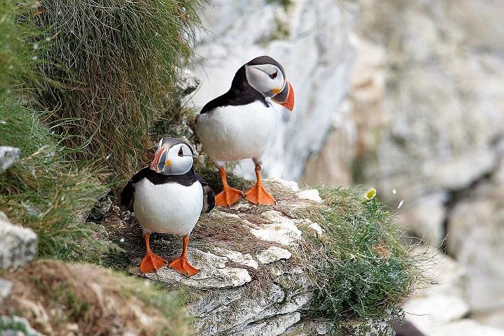 puffins_720.jpg