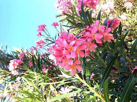 flower_summer.jpg