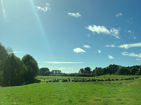 ニュージーランド・オークランドの風景